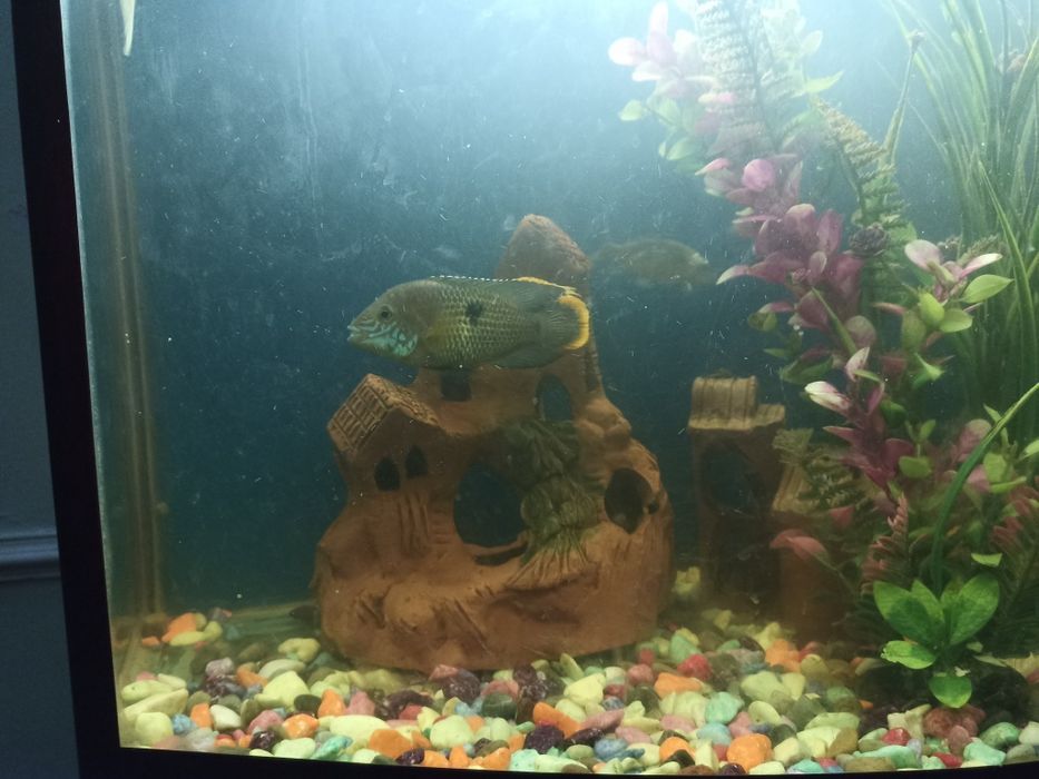 Продаю хищников цена договорная