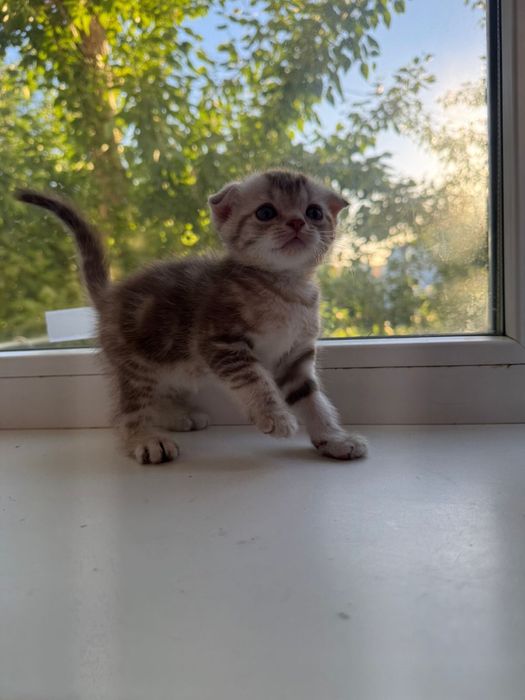 Продам котят шотландские вислоухие