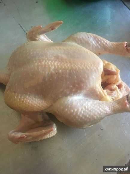 Продам домашних кур бролеров