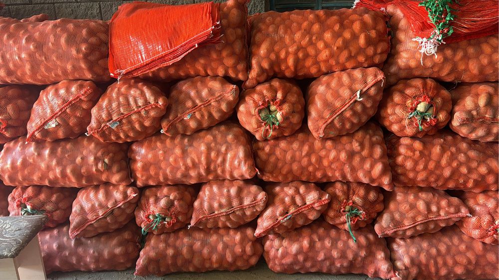 Картофель желтый, сорт Галла