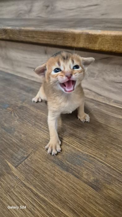 Абиссинские котята
