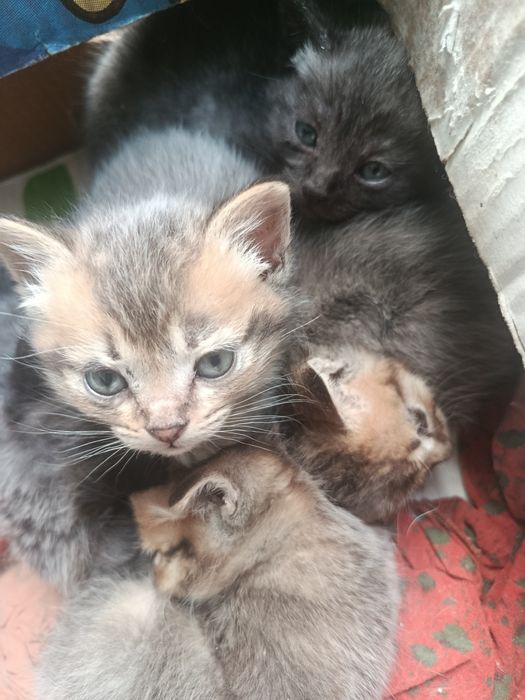 Mushuk toza Britaniya bolalari sotiladi oʻgʻil qiz 1 oyli boldi