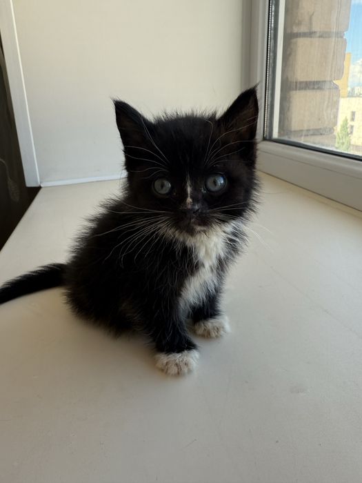 Котята бесплатно