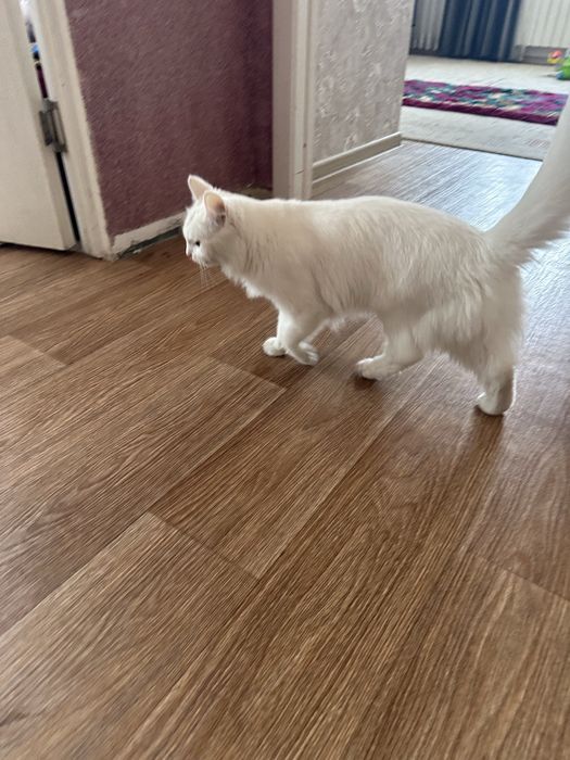 Отдам кошку в хорошие руки