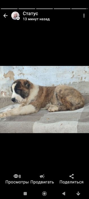 Крупные породные кобели Алабая