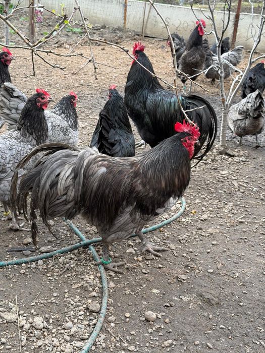Disponibile familii australorp negru si albastru