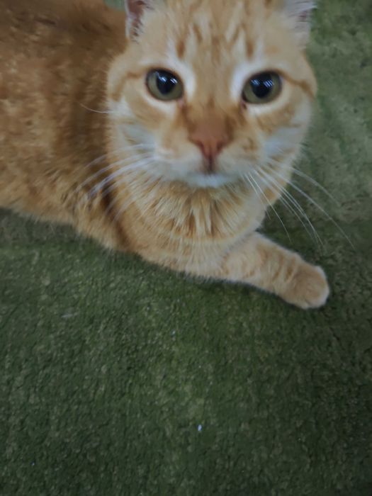 Домашна котка за осиновяване