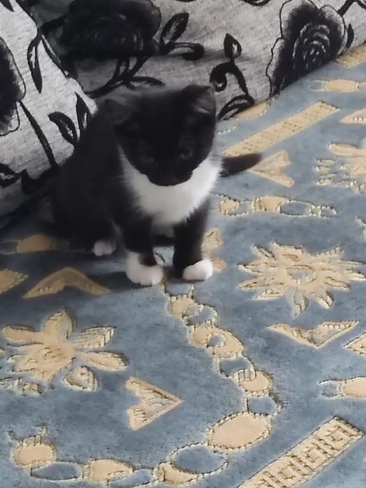 Отдам котёнка в добрые руки