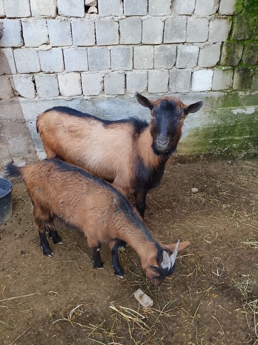 Тозза алпен така Самаркандда эчкиларни кочиришга