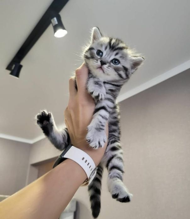 Чистокровная девочка Вискас