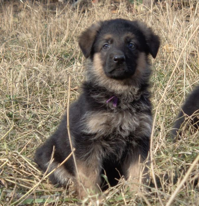 Немецкие овчарки ( стандарт)