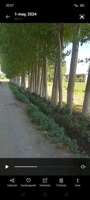 Daraxt sotiladi 125 ta