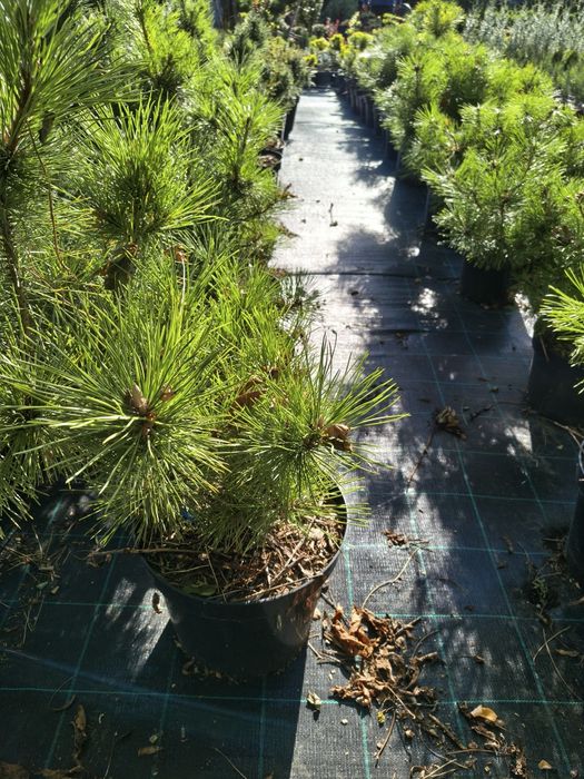 De vânzare plante ornamentale