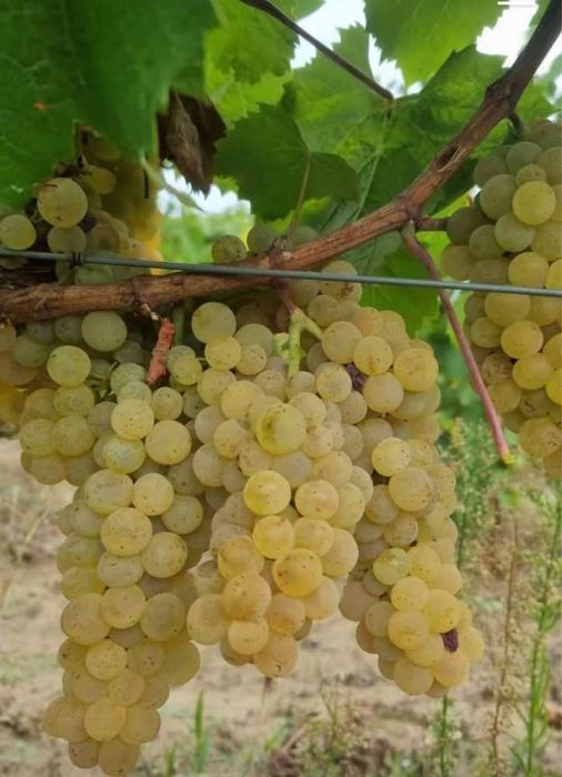 Struguri de vin adusi acasa diverse soiuri albi-negri, pret producator