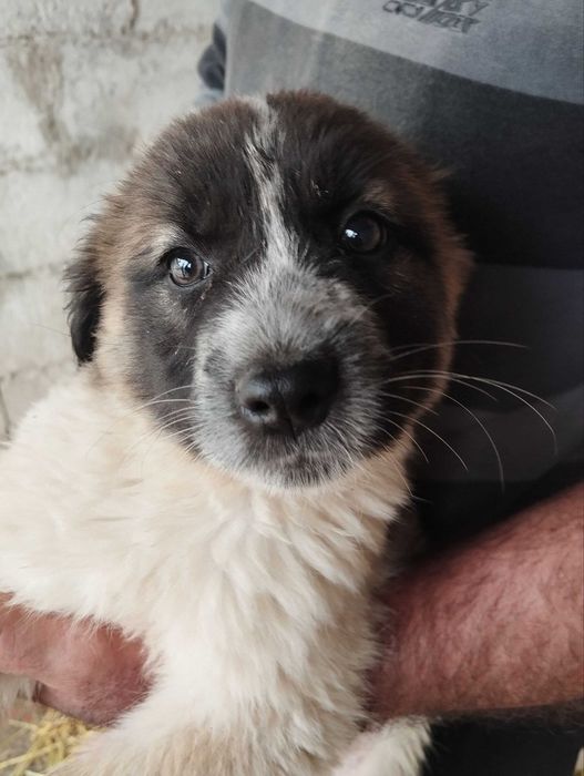 Отдам щенка девочка