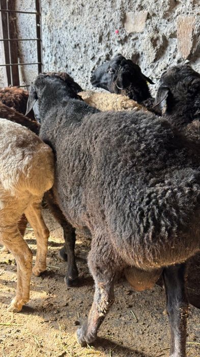 Порно бейнеде дірілдеп жатқан жігітті қараңыз.