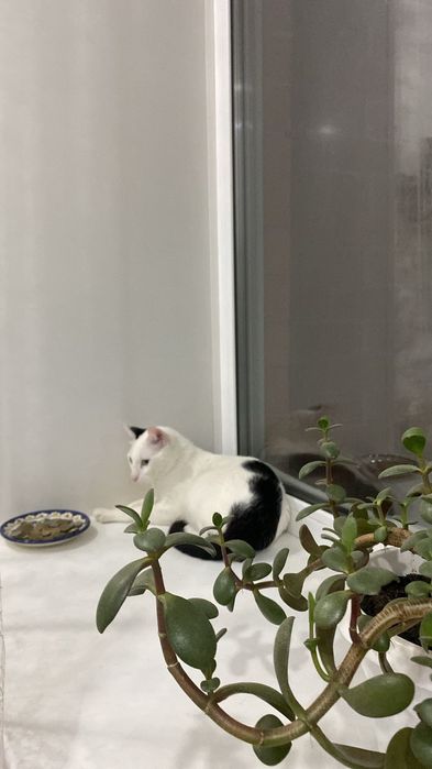 Отдам кота в хорошие руки