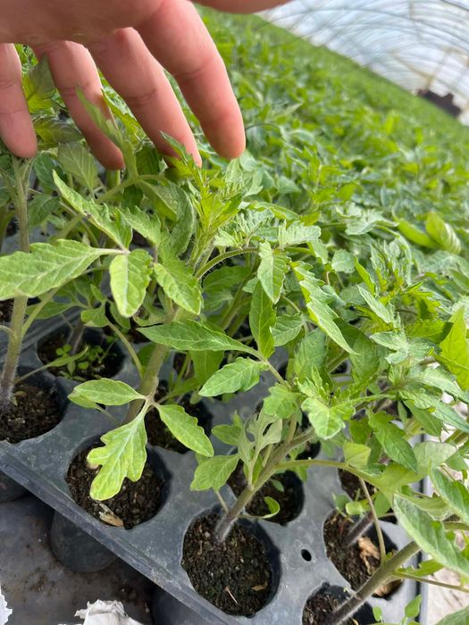 Разсад - домати и краставици