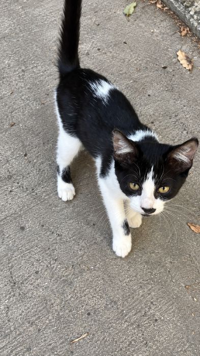 Adoptie pui pisica fetita