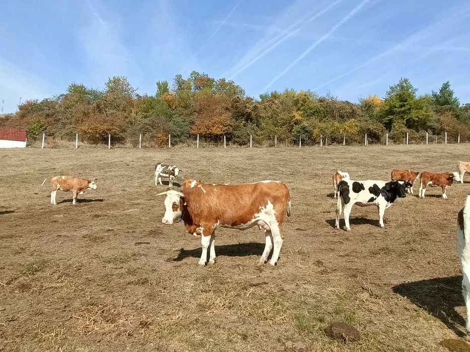 Vaci de vânzare , viței