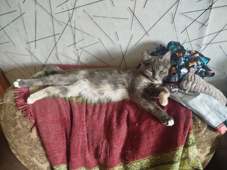 Отдам двух кошек