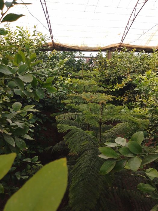 Арукария арчаси Манзил Денов тумани. Элобод махалласи