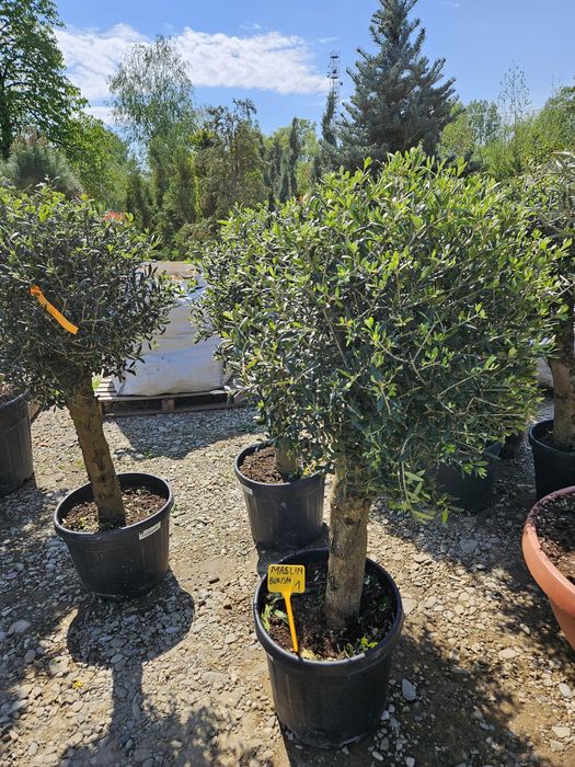 Măslin olive  bonsai