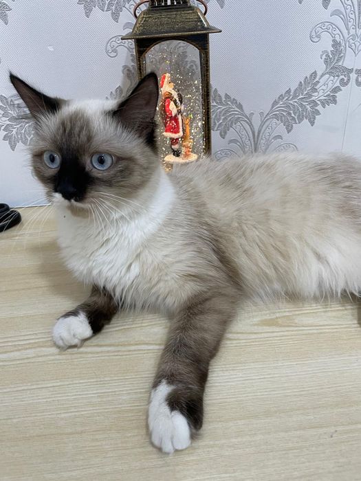 Отдам кошку срочно