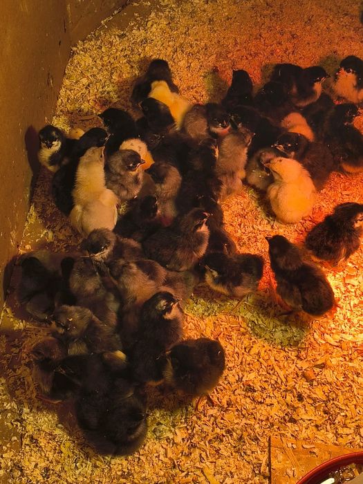Pui Australorp negru și albastru de o săptămână