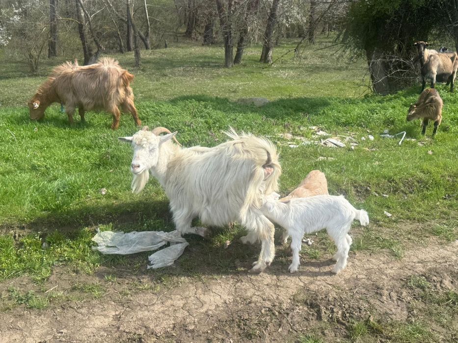 Vand capre 3 capre si 6 iezi
