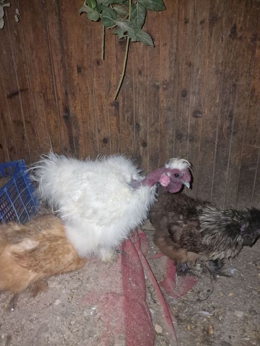 Cocoși mătase japoneză