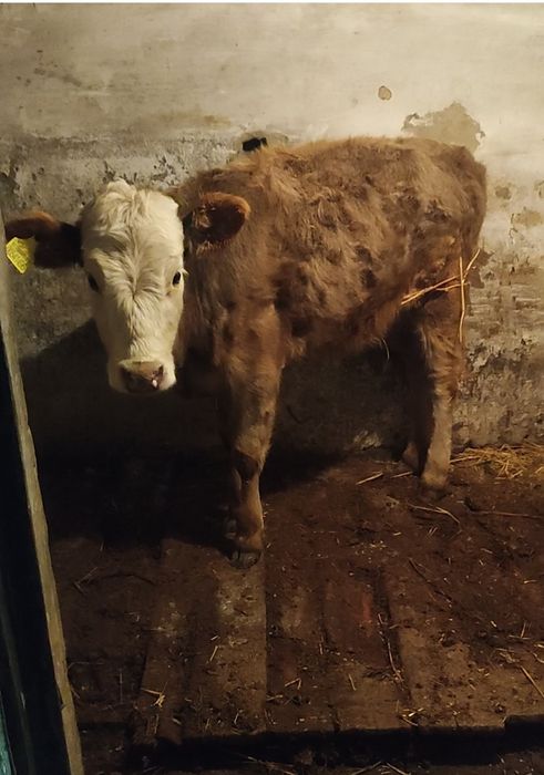 Продам тёлочку 6 месяцев.