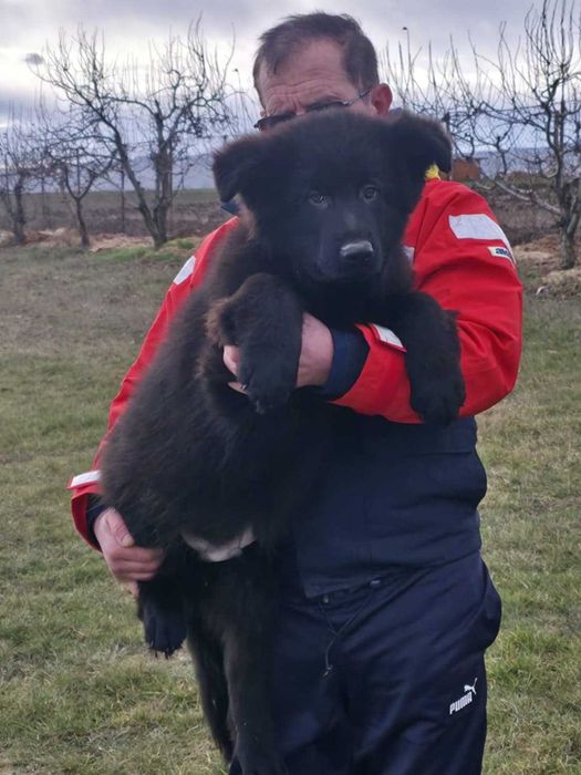 Vand  pui Ciobanesc German