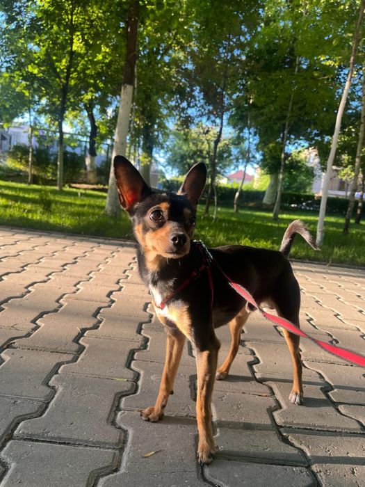 Ищем девочку той-терьера для вязки