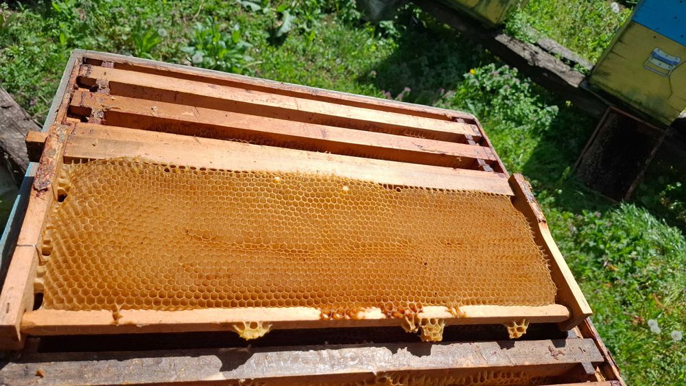 Cutii stupi 10 rame plus 2 caturi de 1/2