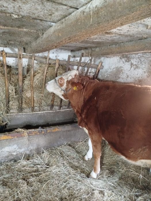 Vaca balțata de 3 ani