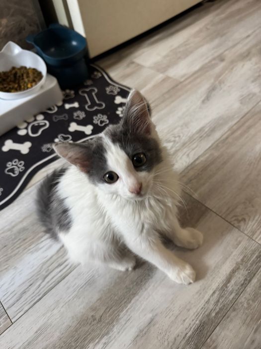 Котята домашние маленькие
