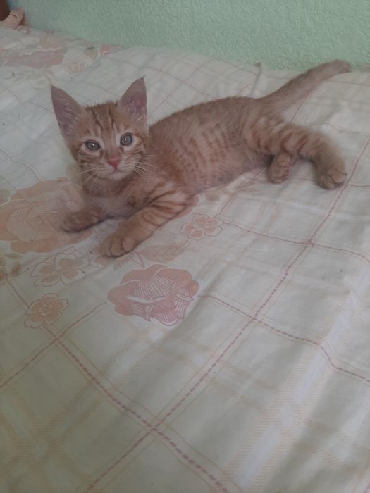 Отдадим котят в добрые руки