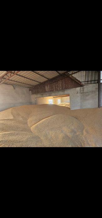 Porumb boabe Topolovat