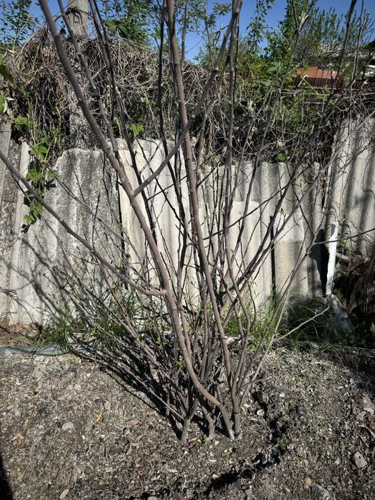 Саженцы яблони продам