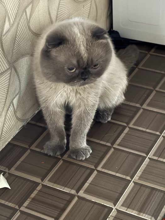 Скоттиш фолд шатландец