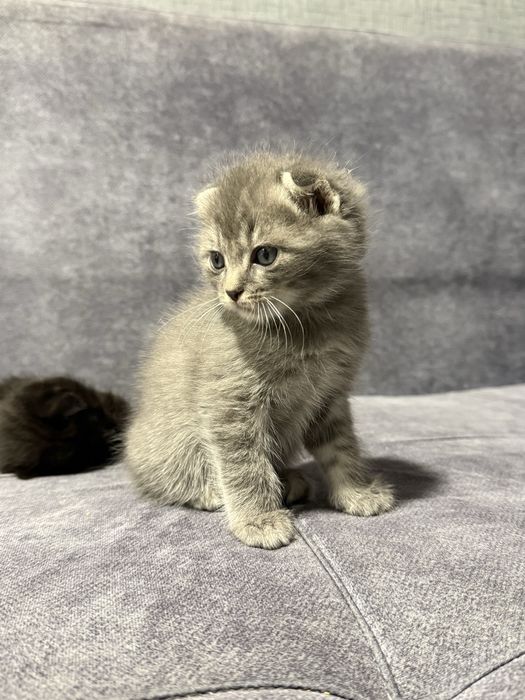 Вислоухие котята