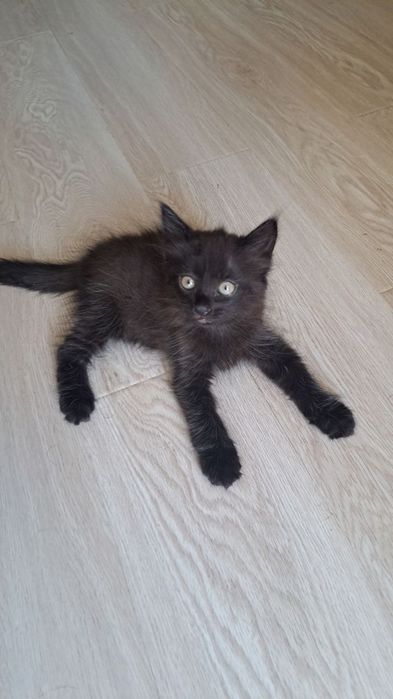 Отдаем котенка в хорошие руки