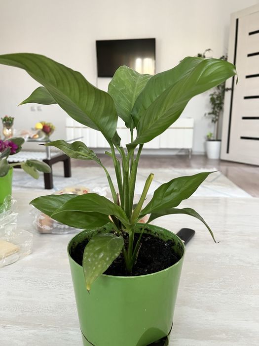 Комнатные цветы не дорого