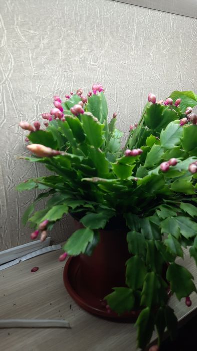 Антуриум, Филодендрон крокодил и др расте