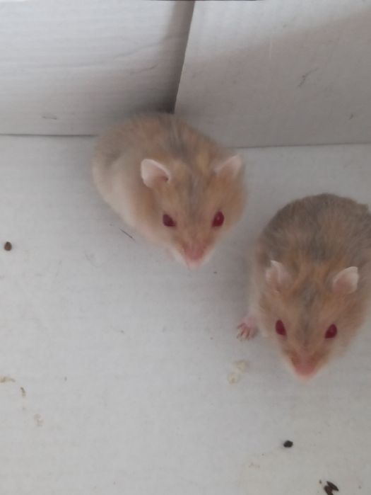 Продам хомечков*