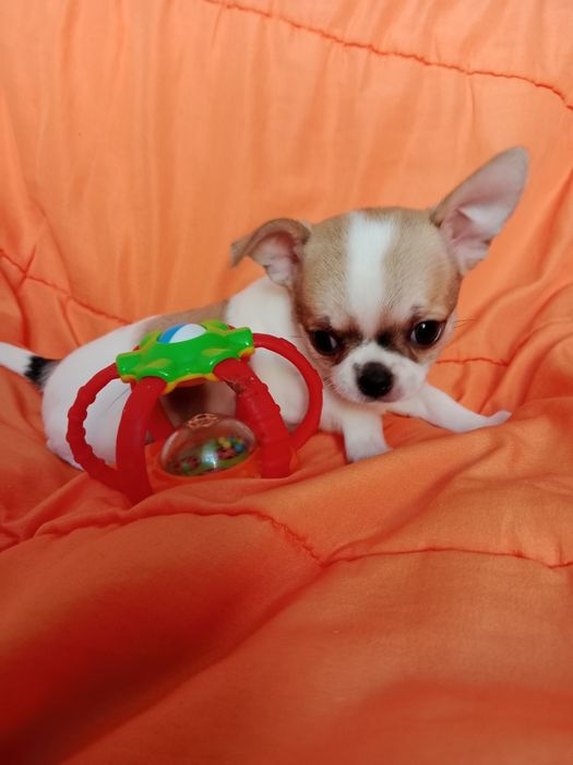 В продаже щенки Чихуахуа.