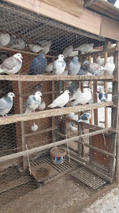 Ocazie! Vand porumbei voiajori albi si de concurs, deparazitati!