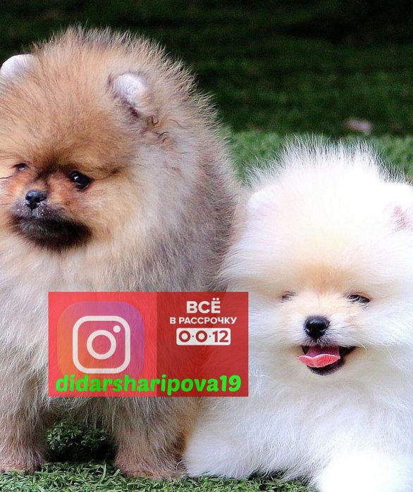 Белоснежные шпицы