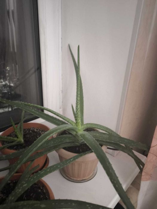 Комнатные цветыюююю